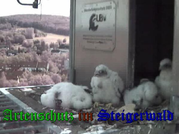 Copyright AiS-Wörner Bild zum Eintrag (37542-160)