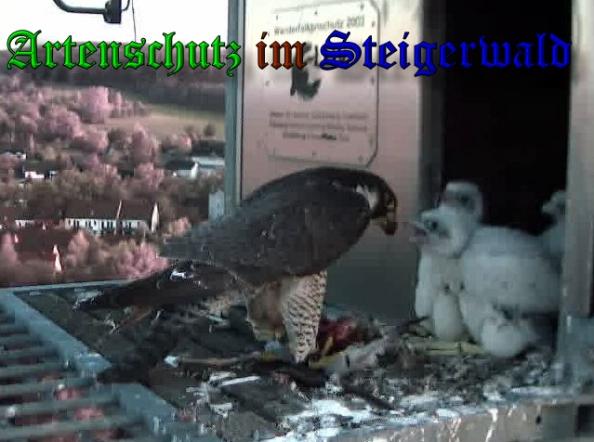 Copyright AiS-Wörner Bild zum Eintrag (37543-160)
