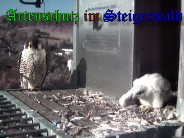 Copyright AiS-Wörner Bild zum Eintrag (37544-160)