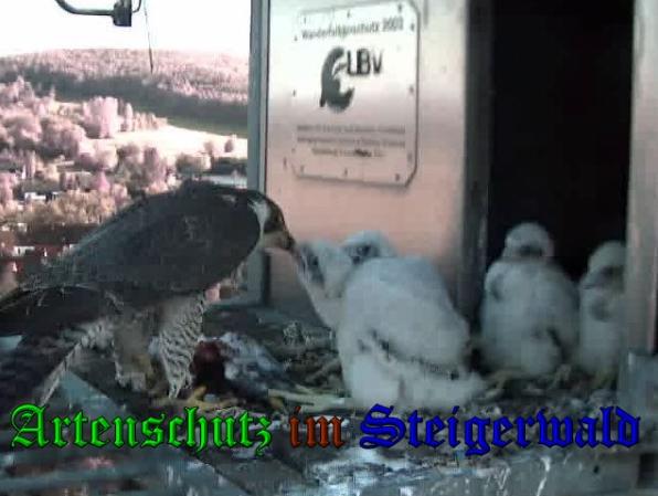 Copyright AiS-Wörner Bild zum Eintrag (37545-160)