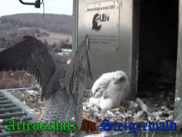 Copyright AiS-Wörner Bild zum Eintrag (37565-160)