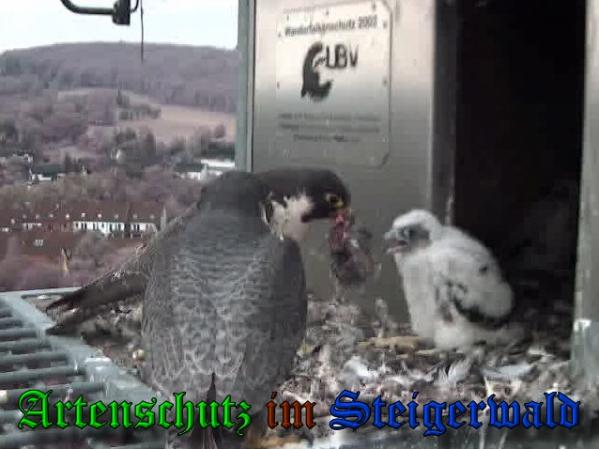Copyright AiS-Wörner Bild zum Eintrag (37566-160)