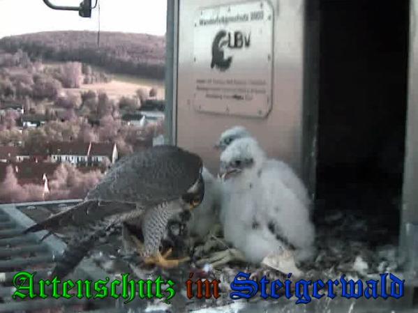 Copyright AiS-Wörner Bild zum Eintrag (37568-160)