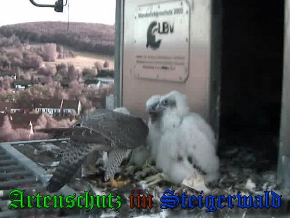 Copyright AiS-Wörner Bild zum Eintrag (37569-160)