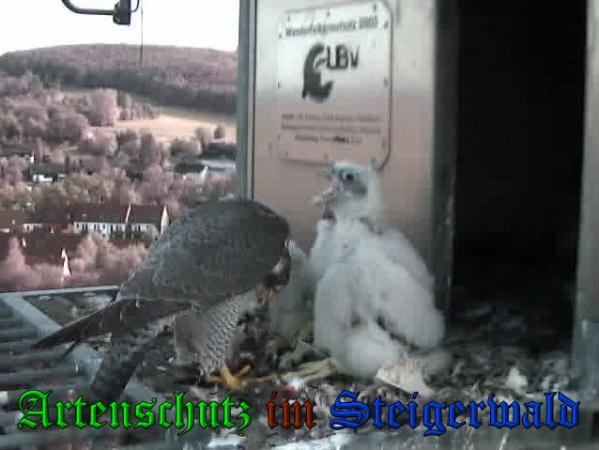 Copyright AiS-Wörner Bild zum Eintrag (37570-160)