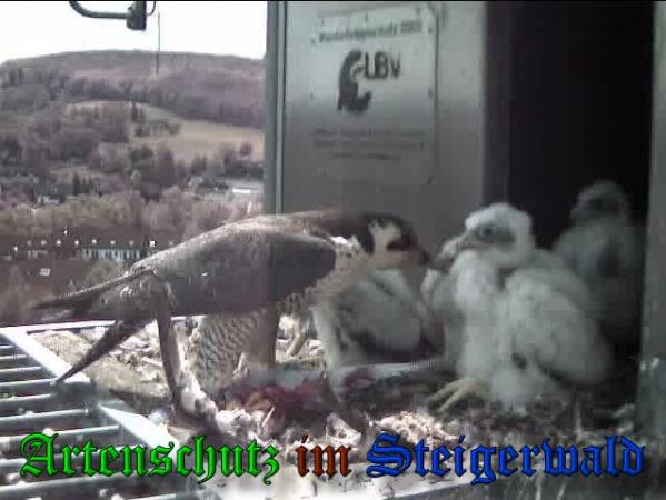 Copyright AiS-Wörner Bild zum Eintrag (37571-160)