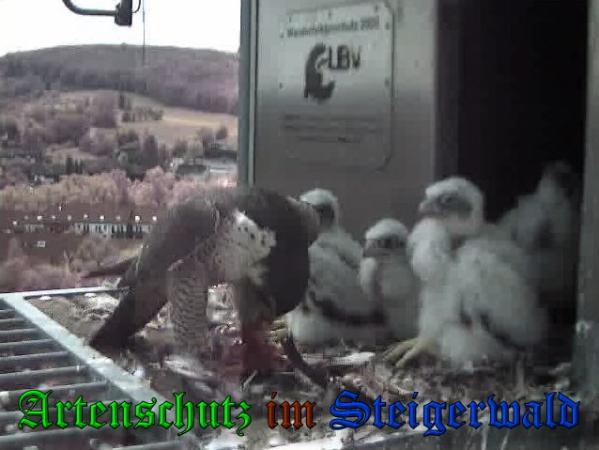 Copyright AiS-Wörner Bild zum Eintrag (37572-160)