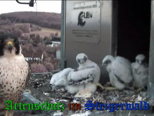 Copyright AiS-Wörner Bild zum Eintrag (37574-160)