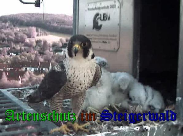 Copyright AiS-Wörner Bild zum Eintrag (37622-160)