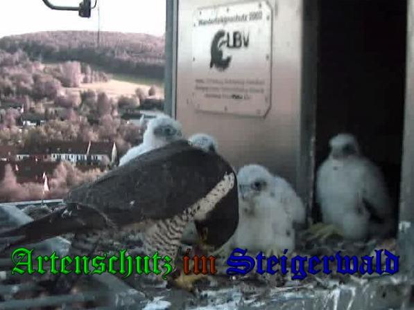 Copyright AiS-Wörner Bild zum Eintrag (37623-160)