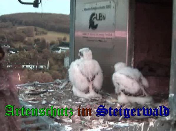 Copyright AiS-Wörner Bild zum Eintrag (37624-160)