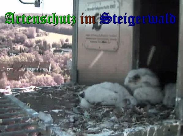 Copyright AiS-Wörner Bild zum Eintrag (37630-160)