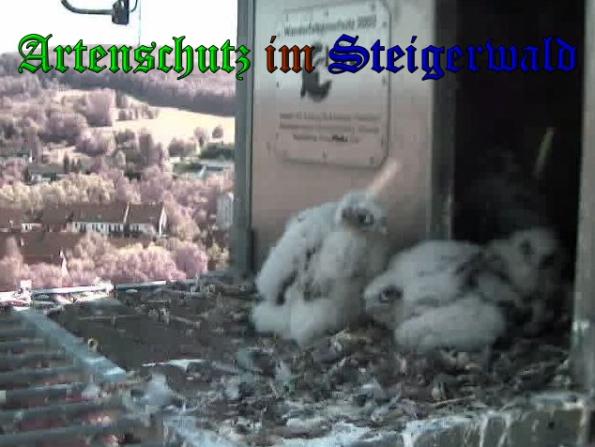 Copyright AiS-Wörner Bild zum Eintrag (37631-160)