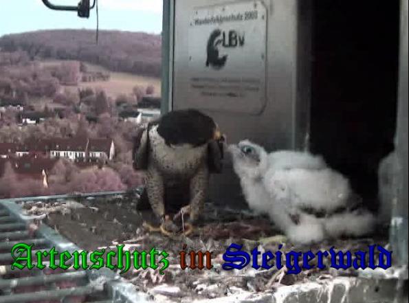 Copyright AiS-Wörner Bild zum Eintrag (37633-160)