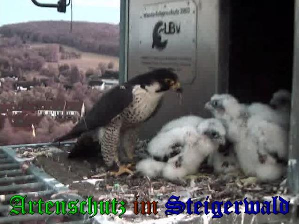 Copyright AiS-Wörner Bild zum Eintrag (37636-160)