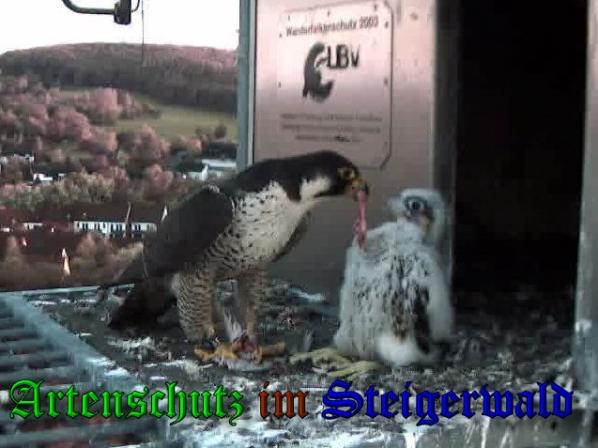 Copyright AiS-Wörner Bild zum Eintrag (37687-160)