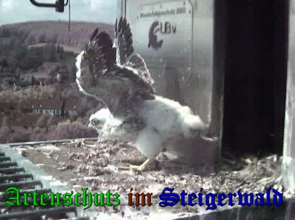 Copyright AiS-Wörner Bild zum Eintrag (37689-160)