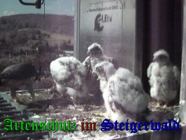 Copyright AiS-Wörner Bild zum Eintrag (37691-160)