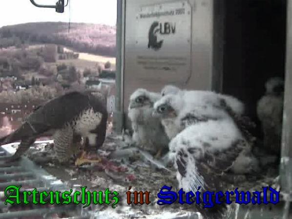 Copyright AiS-Wörner Bild zum Eintrag (37692-160)