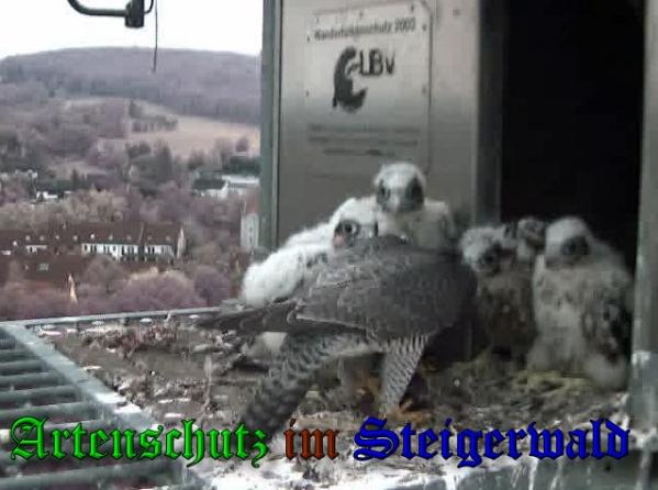 Copyright AiS-Wörner Bild zum Eintrag (37694-160)