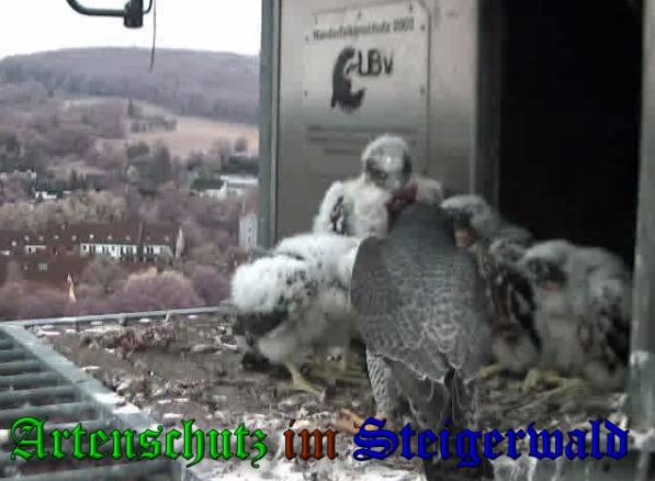 Copyright AiS-Wörner Bild zum Eintrag (37695-160)