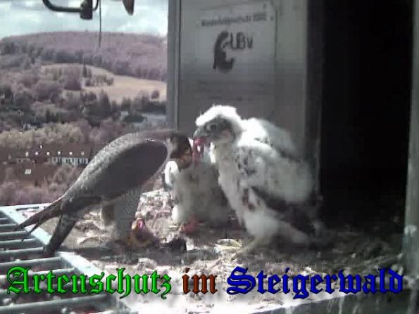 Copyright AiS-Wörner Bild zum Eintrag (37696-160)