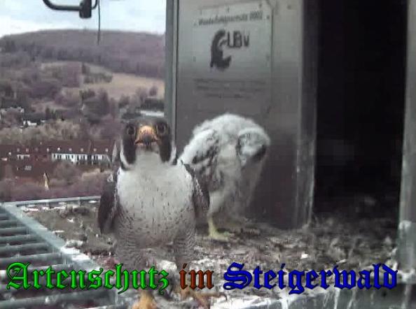 Copyright AiS-Wörner Bild zum Eintrag (37697-160)