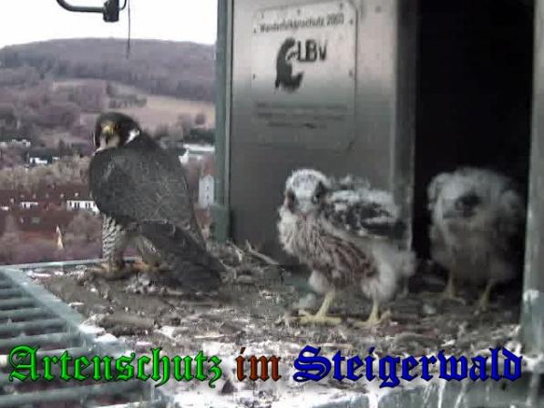 Copyright AiS-Wörner Bild zum Eintrag (37698-160)