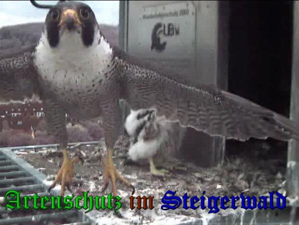 Copyright AiS-Wörner Bild zum Eintrag (37699-160)