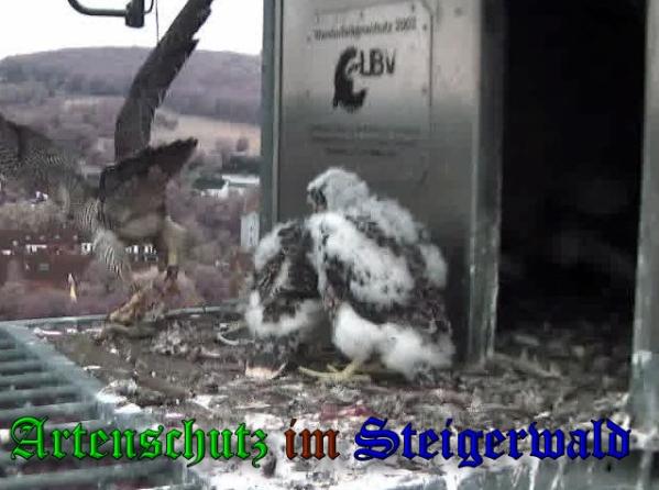 Copyright AiS-Wörner Bild zum Eintrag (37700-160)