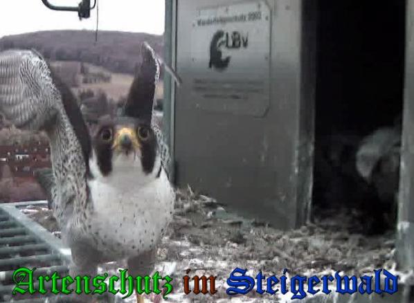 Copyright AiS-Wörner Bild zum Eintrag (37718-160)