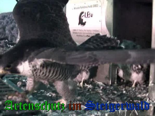 Copyright AiS-Wörner Bild zum Eintrag (37719-160)