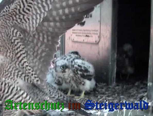 Copyright AiS-Wörner Bild zum Eintrag (37720-160)