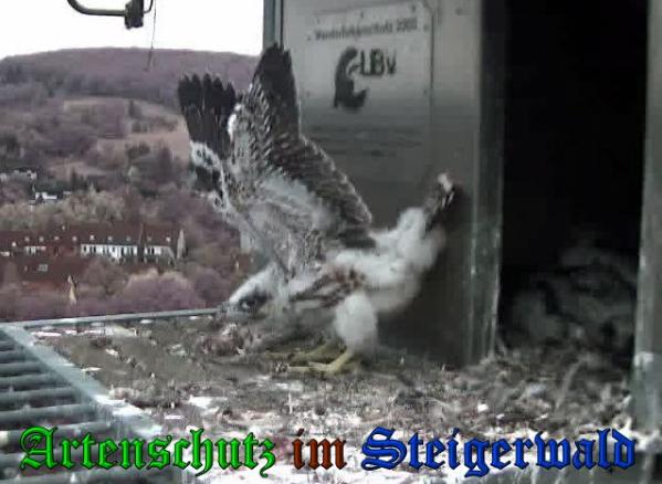 Copyright AiS-Wörner Bild zum Eintrag (37721-160)