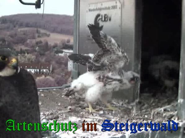 Copyright AiS-Wörner Bild zum Eintrag (37722-160)