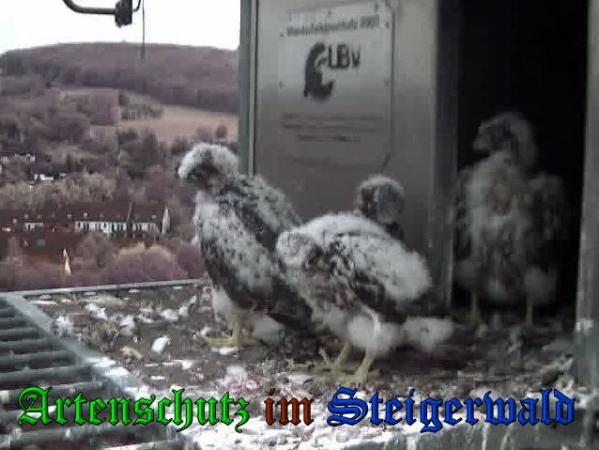 Copyright AiS-Wörner Bild zum Eintrag (37728-160)