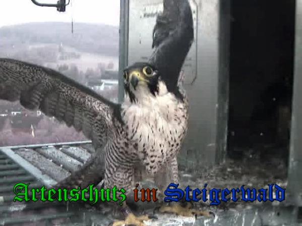Copyright AiS-Wörner Bild zum Eintrag (37781-160)