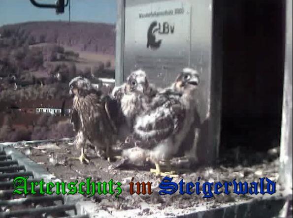 Copyright AiS-Wörner Bild zum Eintrag (37782-160)