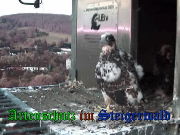 Copyright AiS-Wörner Bild zum Eintrag (37784-160)