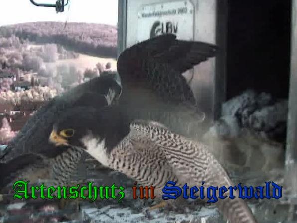 Copyright AiS-Wörner Bild zum Eintrag (37785-160)