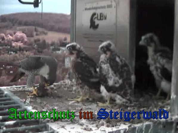 Copyright AiS-Wörner Bild zum Eintrag (37788-160)