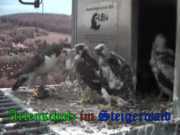 Copyright AiS-Wörner Bild zum Eintrag (37789-160)