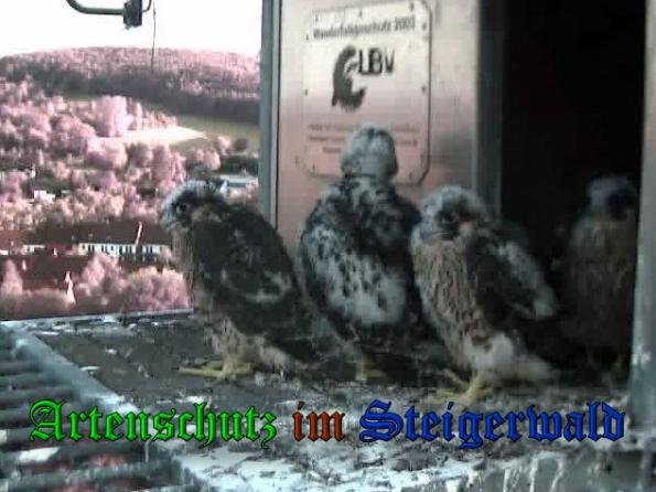 Copyright AiS-Wörner Bild zum Eintrag (37790-160)