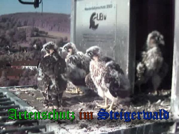 Copyright AiS-Wörner Bild zum Eintrag (37792-160)