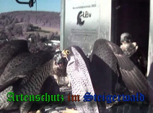 Copyright AiS-Wörner Bild zum Eintrag (37793-160)