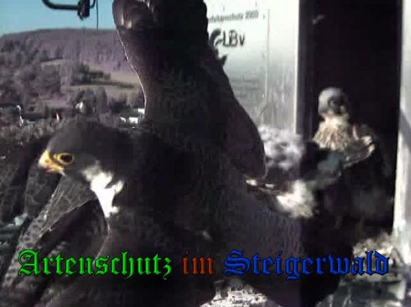 Copyright AiS-Wörner Bild zum Eintrag (37794-160)
