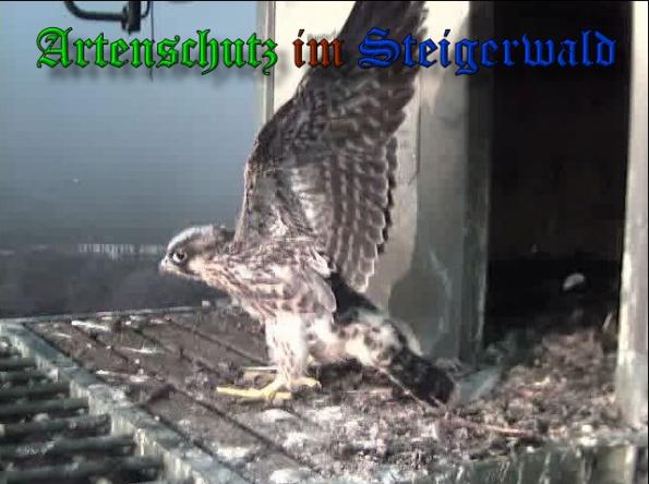 Copyright AiS-Wörner Bild zum Eintrag (37968-160)