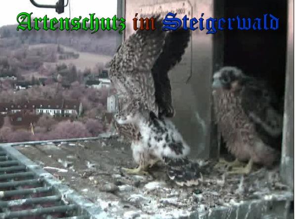 Copyright AiS-Wörner Bild zum Eintrag (37969-160)
