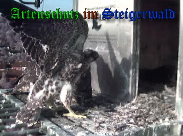 Copyright AiS-Wörner Bild zum Eintrag (37970-160)
