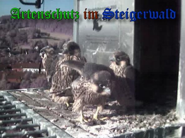 Copyright AiS-Wörner Bild zum Eintrag (37972-160)
